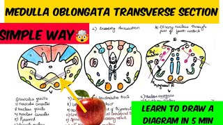 Medulla transverse section way to draw and remember 🤔🤔 Brain stem anatomy [upl. by Laamak]