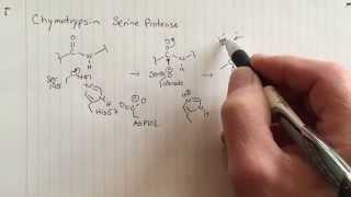 Chymotrypsin reaction mechanism Phase I [upl. by Coates588]