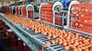 COMO se PRODUCEN 100000 MILLONES de HUEVOS de GALLINA anualmente en Estados Unidos🥚 [upl. by Ennaira719]