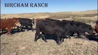 BIRCHAM RANCH Open Heifers [upl. by Hullda199]