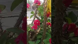 Oleander कनेर garden [upl. by Gillette]