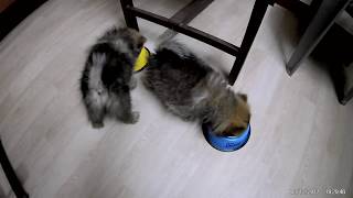 Pomeranian puppies eating meat and rice for first time [upl. by Hy]