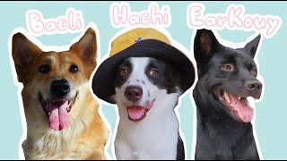 Hachi Family dog doglover home rurallife [upl. by Iy]