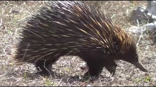 Shortbeaked echidna foraging Tachyglossus aculeatus [upl. by Ambie]