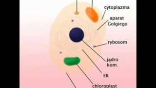 Budowa komorki Eukariotow [upl. by Narcis]