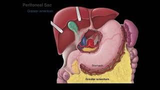 Peritoneum tutorial [upl. by Lavona]