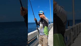 How to catch grouper from the Skyway Fishing Pier 🔥 [upl. by Molohs124]