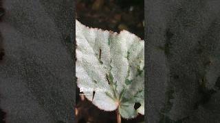 my glowing begonia leaves during sunlight plant begonia plantlover [upl. by Reerg]