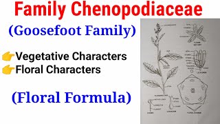 Family Chenopodiaceae Goosefoot Family In HindiUrdu [upl. by Sucul44]