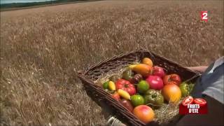 Culture de variétés anciennes de tomates  JT France 2 [upl. by Pius460]