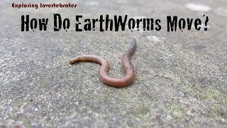 Exploring Invertebrates  How Do Earthworms Move [upl. by Jaynes247]