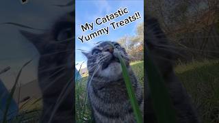 My cats Catastic Yummy Treats 😋 cat shorts funny delicious long grass [upl. by Shepherd408]