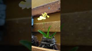 🥳❤️ Orquídea Oncidium florindo pela primeira vez orchids orquidias garden flores [upl. by Yleak731]