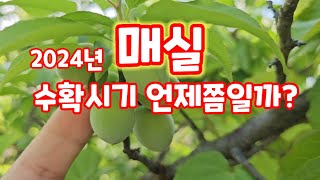 매실 수확시기 언제쯤일까 괴산유튜브 자연특별시괴산 자연울림 [upl. by Drofnas787]