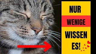 5 GEHEIME TRICKS DIE NUR KATZENEXPERTEN KENNEN DIE GEHEIMSPRACHE DER KATZEN ENTSCHLÜSSELT [upl. by Seem]