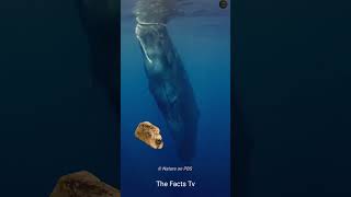 The Truth About Whale Vomit Ambergris  WHY Its So Valuable short [upl. by Lleoj]