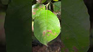 Goat willow  leaf  September 2024 [upl. by Sukramal]