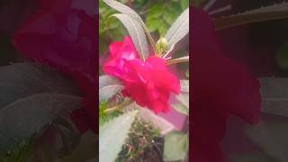 Gul Mehndi flowers gardening youtubeshorts video 🌺 [upl. by Parthinia]