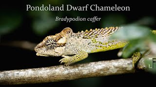 In Search of the Pondoland dwarf chameleon [upl. by Downing]