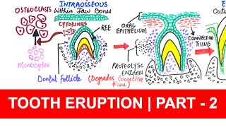 Tooth Eruption  PreEruptive Eruptive amp PostEruptive movements  Part 2 [upl. by Neysa]