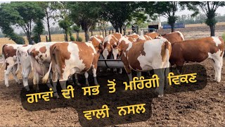 Ayrshire breed development in Punjab 9304000100 [upl. by Chryste]