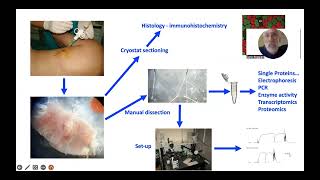 Lezioni di Fisiologia  Prof Carlo Reggiani quotSkeletal Muscle Fibers diversity and specializationquot [upl. by Ahsikym67]