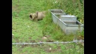 Three Stoats playing [upl. by Atal982]