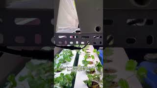 How to Grow Strawberries indoor [upl. by Ameerak]