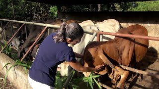 Cooperativas una pieza clave de la soberanía alimentaria en Nicaragua [upl. by Chuu]