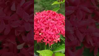 blooming red and pink flower ixora infoplants garden flowers ytshorts shorts [upl. by Pattison]