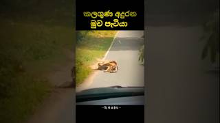 ගුණ දනිමු 🥺🥺 සබ්ස්ක්‍රයිබ් කරන්න 👍trending shrots shortvideo vairalshort 🥺🥺🥺🥺 [upl. by Gian]