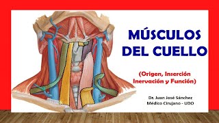 🥇 MÚSCULOS DEL CUELLO Fácil Rápido y Sencillo [upl. by Metabel]