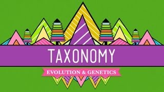 Taxonomy Lifes Filing System  Crash Course Biology 19 [upl. by Nigrom468]