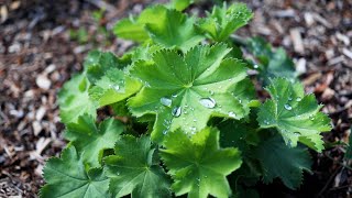 Ladys Mantle Alchemilla mollis [upl. by Byran]