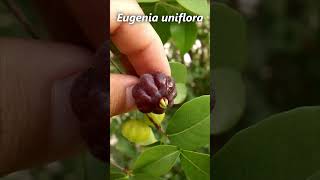 La pitanga fruta de 𝙀𝙪𝙜𝙚𝙣𝙞𝙖 𝙪𝙣𝙞𝙛𝙡𝙤𝙧𝙖 variedad negra frutas frutaexotica plantas frutales [upl. by Refannej]