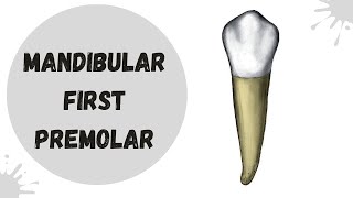 Mandibular First Premolar  Tooth Morphology Made Easy [upl. by Llenrad]