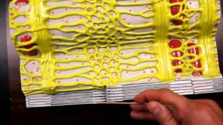 MUSCULAR SYSTEM ANATOMYMuscle fiber with sarcomere model description [upl. by Ahsuat968]