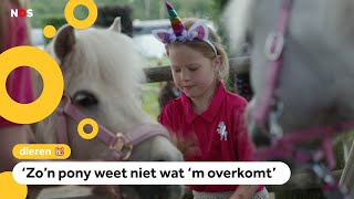 Zorgen om ponys met glitters of verkleed als eenhoorn op kinderfeestjes [upl. by Rennerb298]