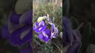 Flor nativa da Chapada Diamantina Bahia [upl. by Vassell213]