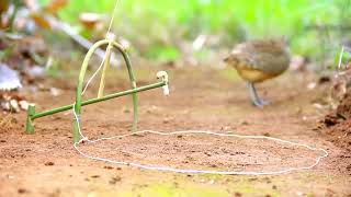 Wild Man Create An Amazing Bird Trap To Trap The Bird In The Wild Work 100 [upl. by Mellitz]