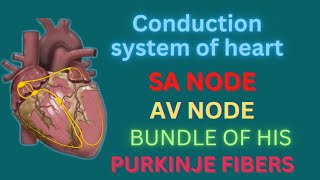 conduction system of heart in hindi SA nodeAV node bundle of his  RegisteredNurseRN [upl. by Duong513]