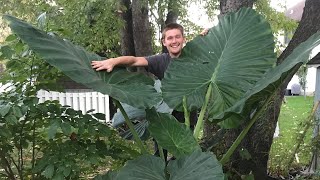 The Secret to Growing Alocasia  The Barefooted Gardener [upl. by Isabel]