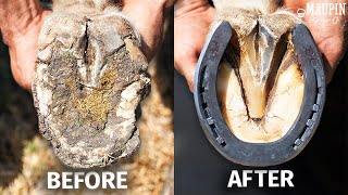 Satisfying Full Horse Hoof Restoration  4K FARRIER ASMR [upl. by Veneaux]