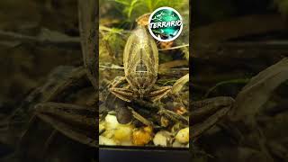 Prochaine vidéo  PUNAISE DEAU GÉANTE 😲 terrario animals pets vivarium bug aquarium insect [upl. by Luz]