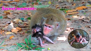 Sweet moment Kiss bb from mom they look happiness amp sweet  Real Angkor Monkey [upl. by Belda485]