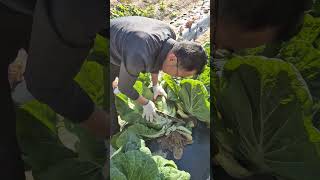 Harvesting napa cabbage farming korea asmr [upl. by Oiluig664]