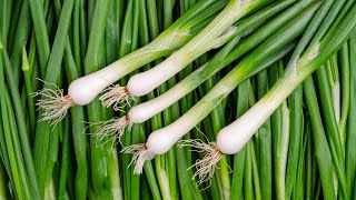 How to Grow Green Onions from Seed  Easy Steps for a Continuous Harvest [upl. by Bratton]