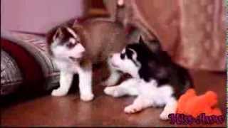 Husky puppies fighting over toyand then comes mama husky and takes toy away [upl. by Cinimmod114]