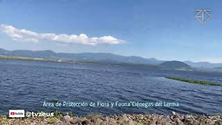 Área de Protección de Flora y Fauna Ciénegas del Lerma Estado de México🇲🇽 [upl. by Ramej]