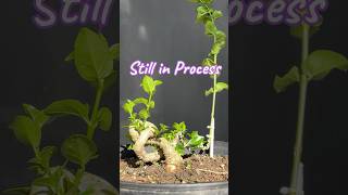 The concept of making a new style bonsai tree [upl. by Man947]